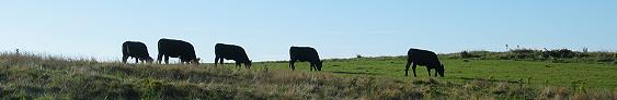 Grazing Cattle