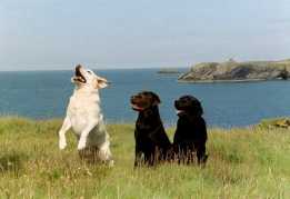 Rearing Rupertbear and his comrades
