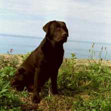 German Veteran Champion Ranger Tom aus Luehlsbusch