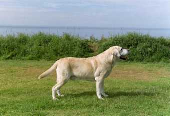 German Ch. Cornlands Rupertbear 