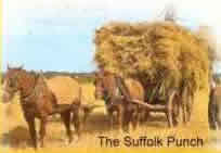 The Suffolk Punch