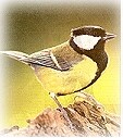 A Black Tit