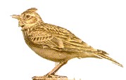 A Skylark