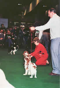 Judging Cavalier 1991