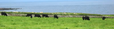 The Aberdeen Angus Breed - The Castle of Mey Herd