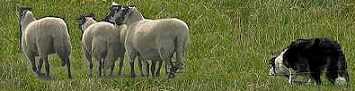 Border Collie driving sheep