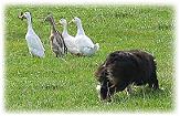 Border Collie gathering geese