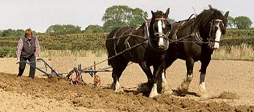 The webmaster ploughing