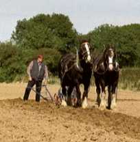 The webmaster ploughing The webmaster ploughing