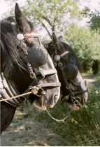 Shire Horses