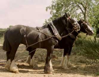 Shire Horses